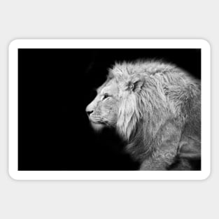 Lion bw 6/4/22 / Swiss Artwork Photography Sticker